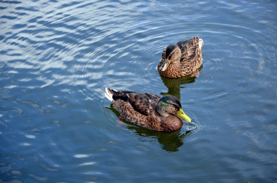 Wild birds lake water birds
