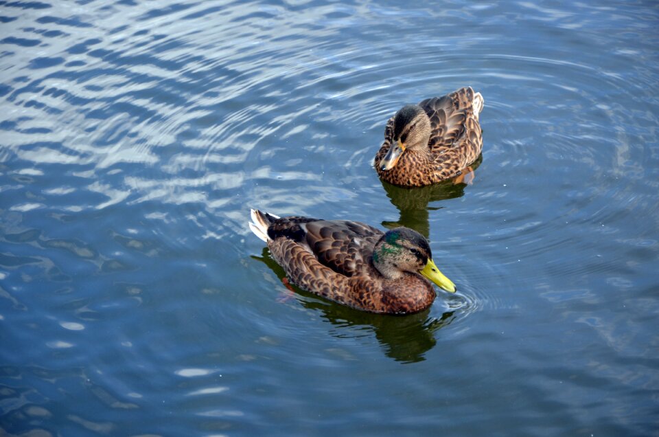 Wild birds lake water birds photo