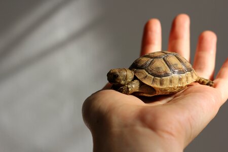 Little hand hold