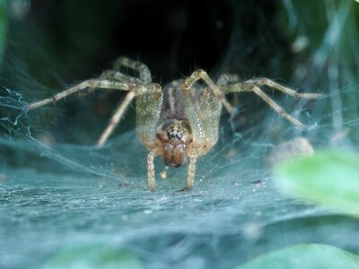 Web cobweb animal photo