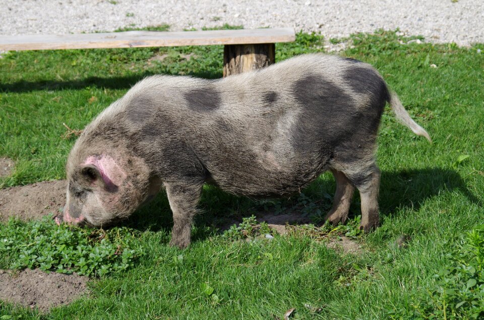 The pig pig chliev