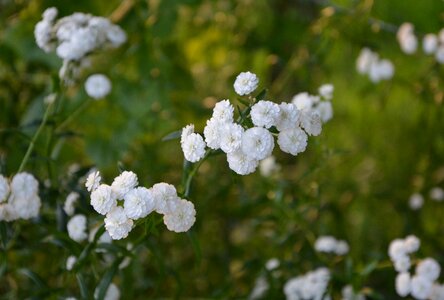 Green white purity photo