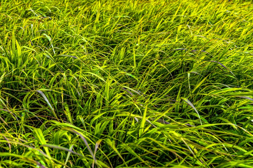 Nature grasses blade of grass