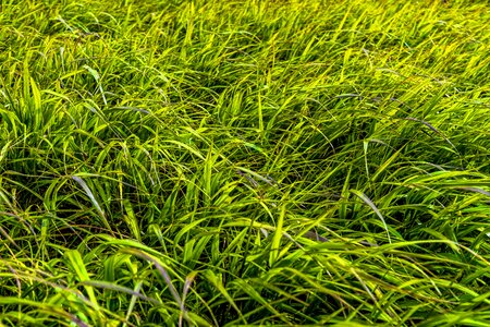 Nature grasses blade of grass photo