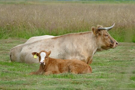 Ruminant agriculture calf