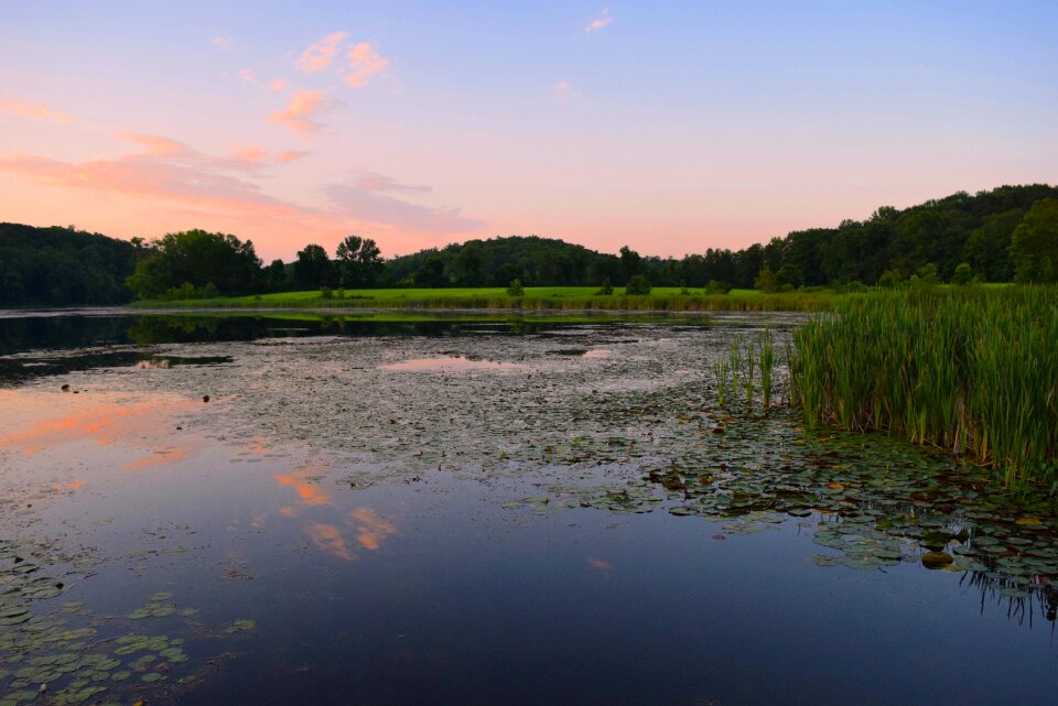 Reeds swamp estuary