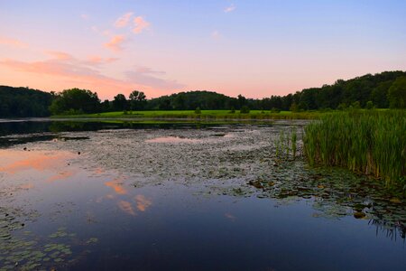 Reeds swamp estuary photo