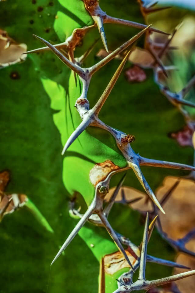 Nature summer thorny