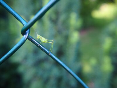 Nature animal fence photo