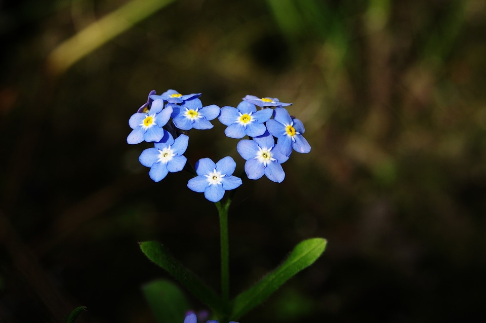 Love romance myosotis