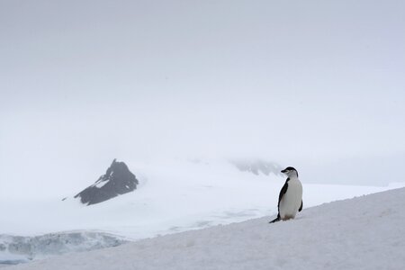 Antarctica penguin polar