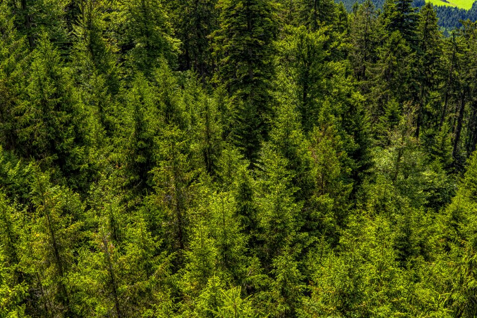 Landscape forests sunlight