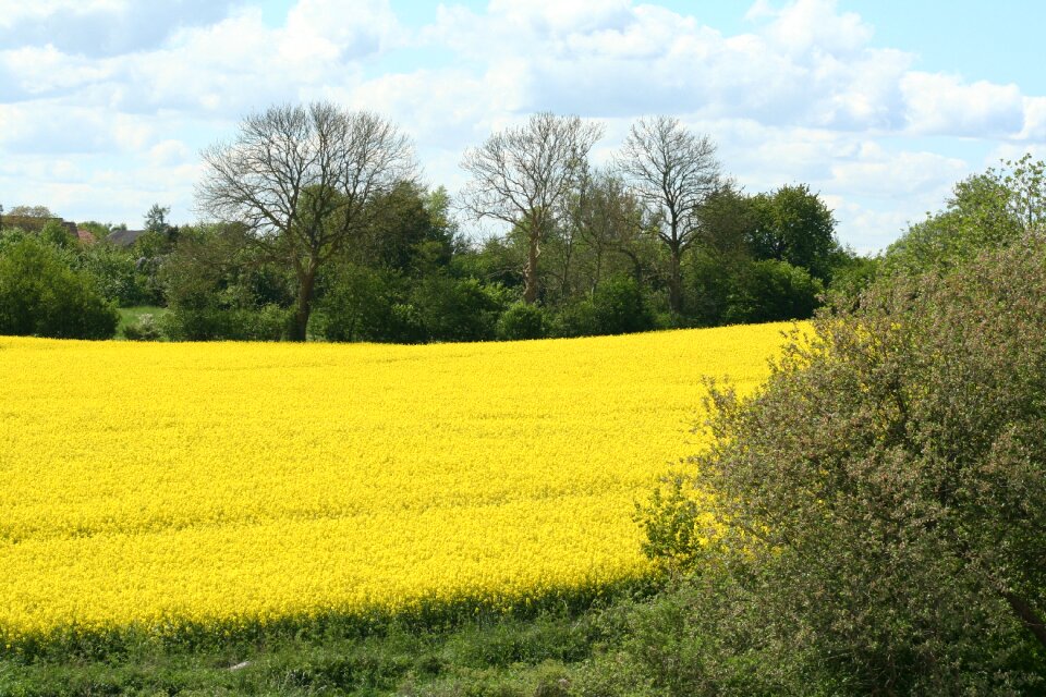 Landscape field of rapeseeds yellow