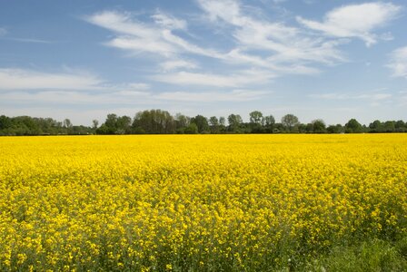 Field of rapeseeds plant blossom photo