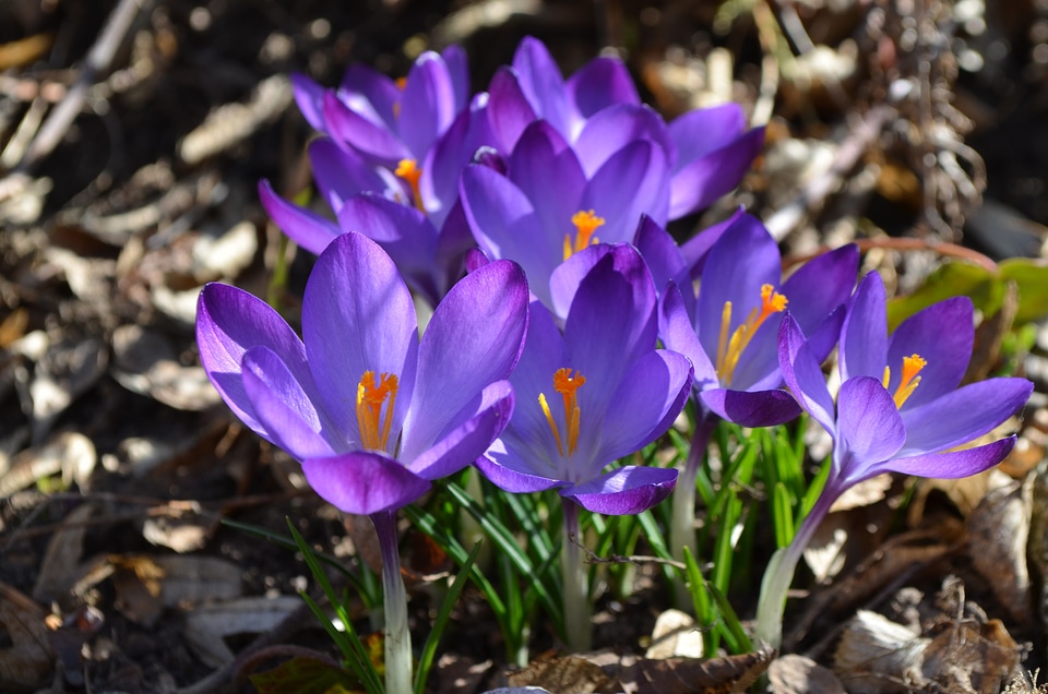 Nature plant spring