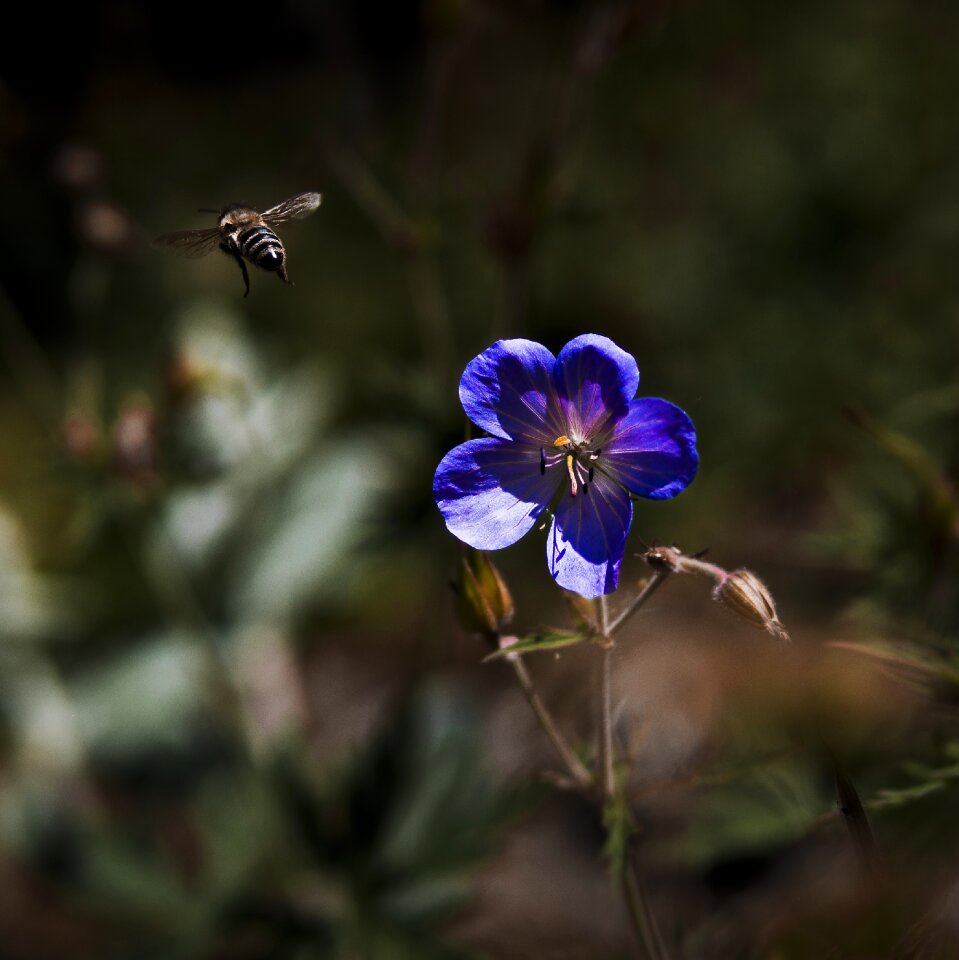 Bee macro purple flower