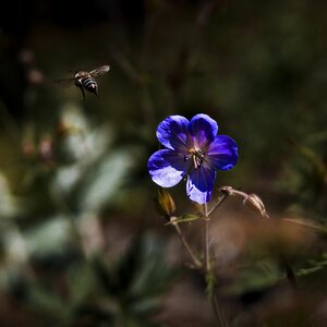 Bee macro purple flower photo