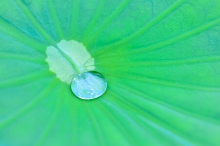 Leaf drop of water drop photo