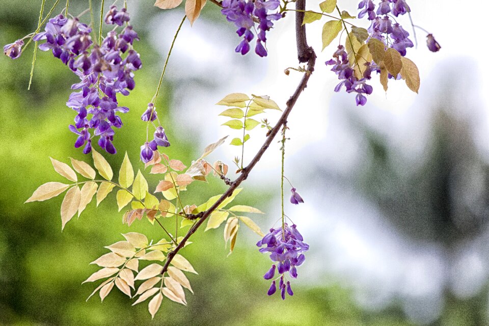 Flower wisteria spring