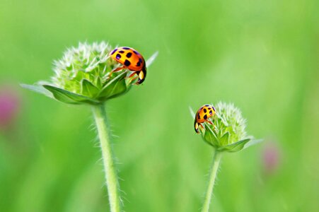 Cheerful meadow satisfaction