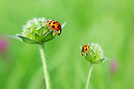 Cheerful meadow satisfaction photo