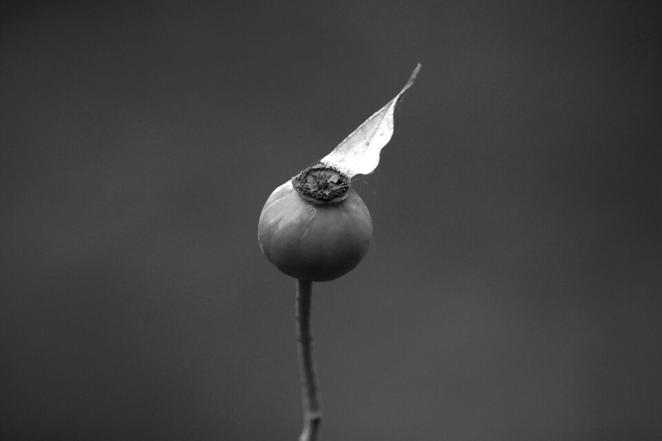 Nature plant macro