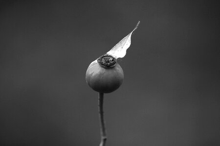 Nature plant macro