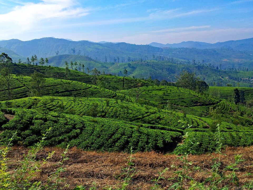 Landscape endé asia