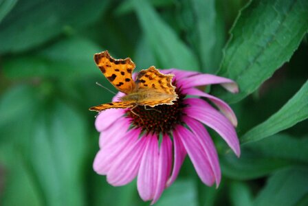 Close up nature summer