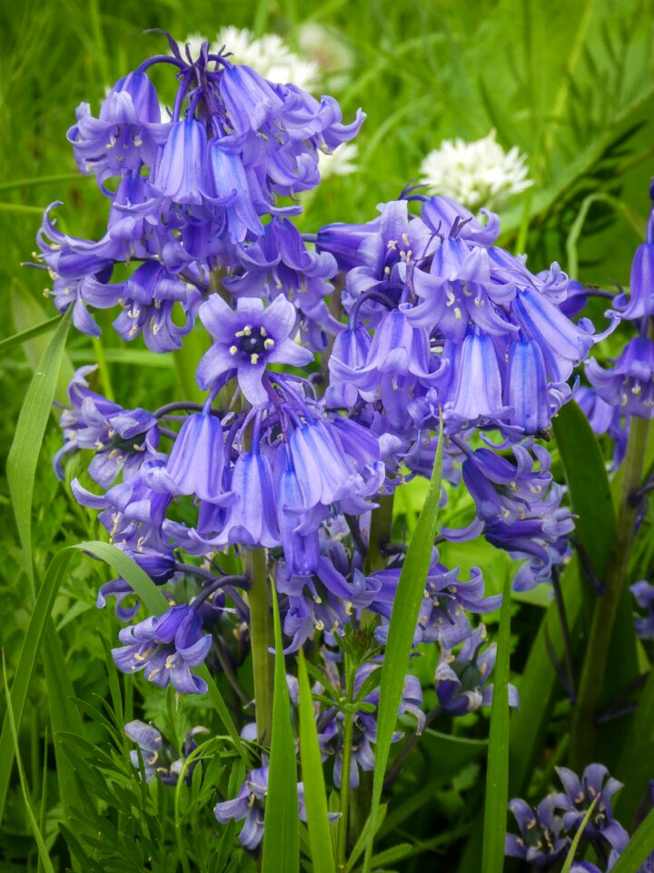 Plant meadow flower
