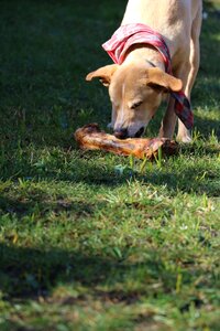 Dog bone meadow photo