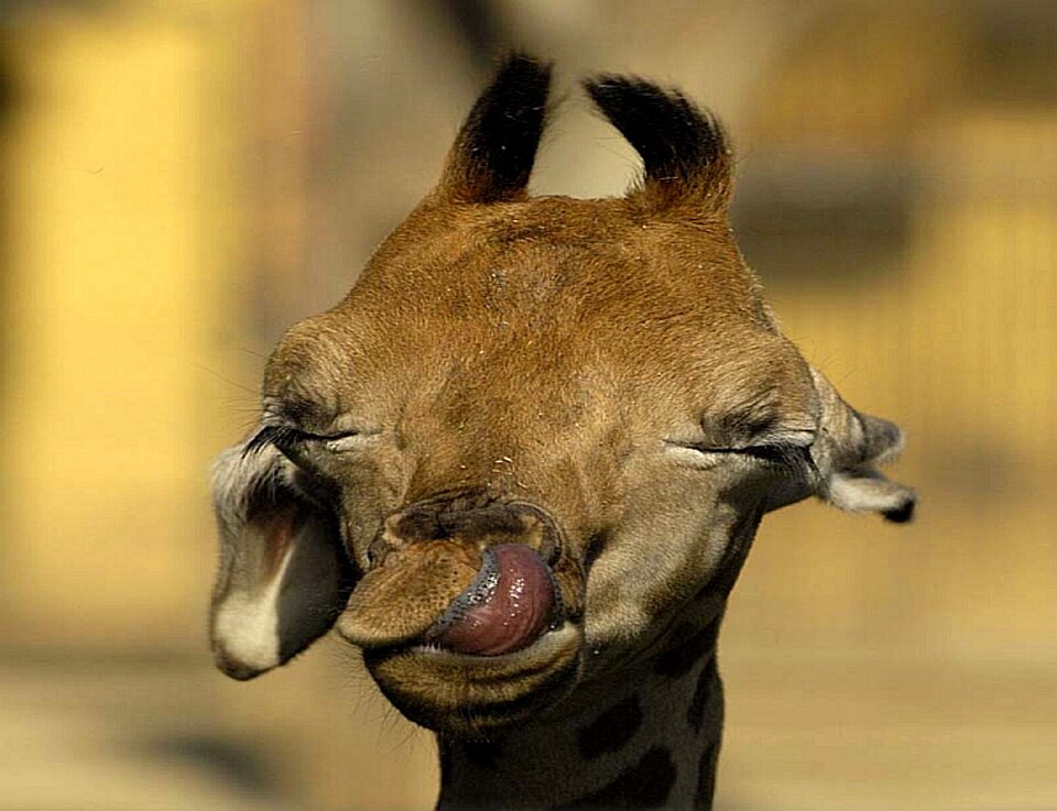Animal cute wild animal