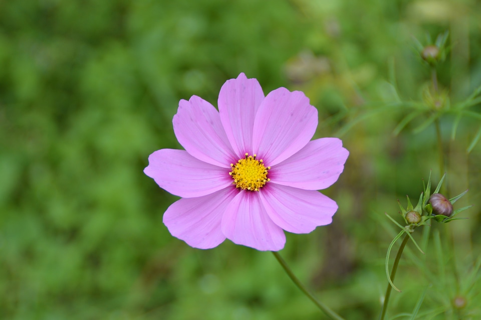Garden bloom nature