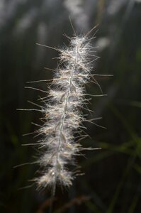 Summer seed nature