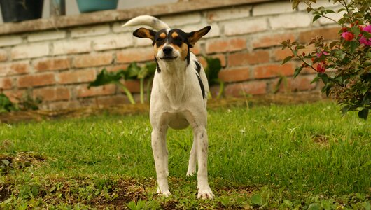 Dogs quindio colombia