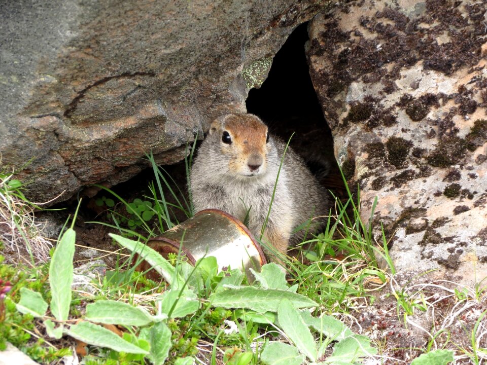 Wild animal nora highlands