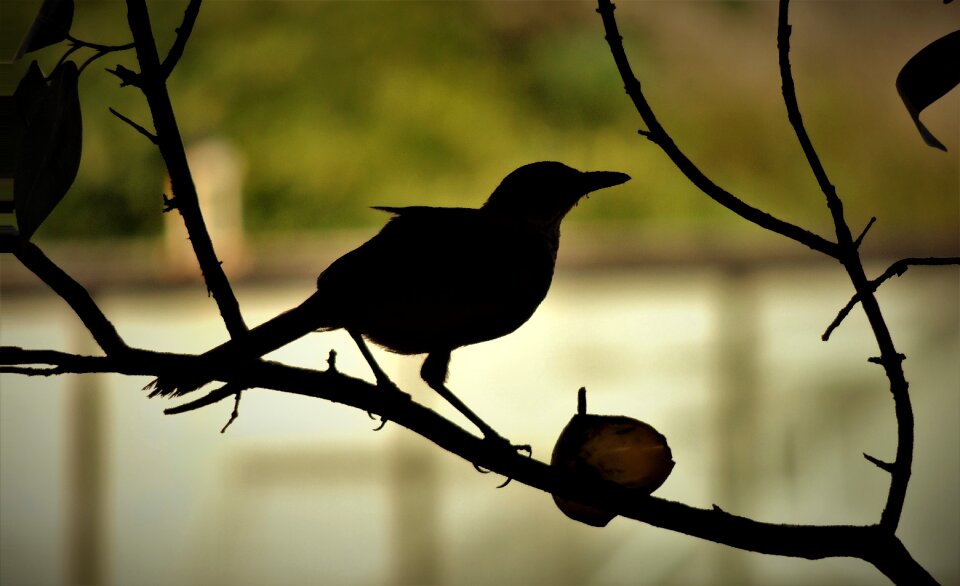 Creamy orange know orange tropical birds photo