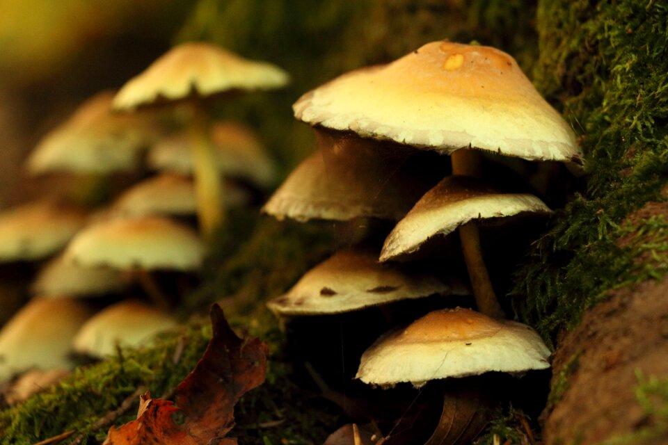 Mushrooms forest mushrooms lighting
