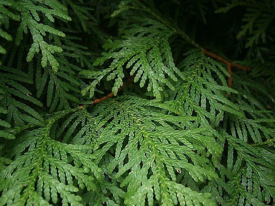 Tree of life conifers cypress under glass