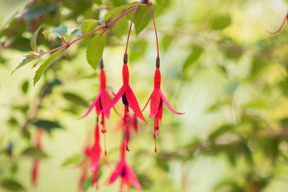 Spring florir flowery