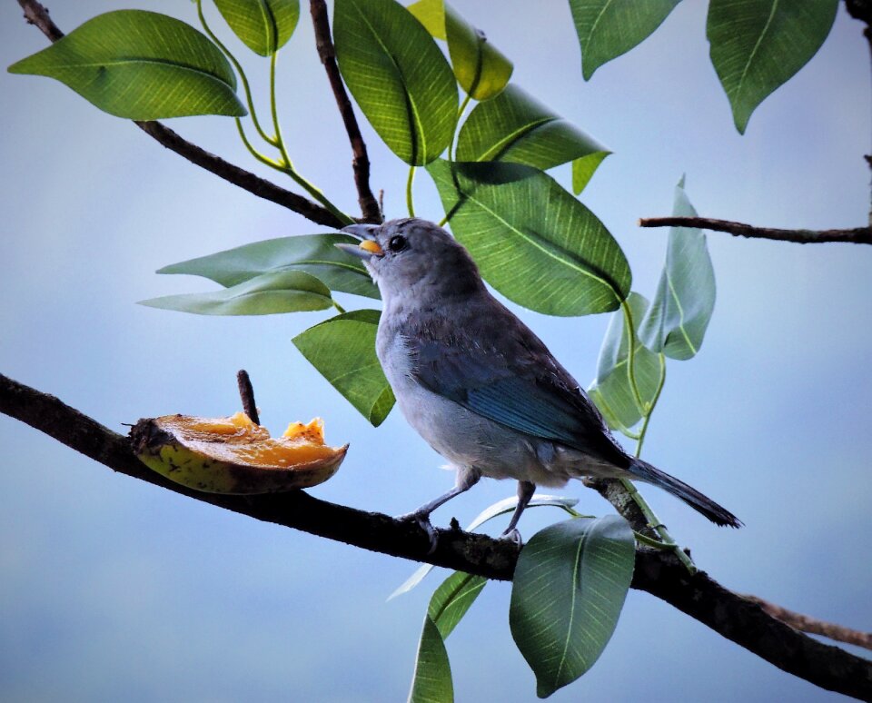 Azure grey eating branch