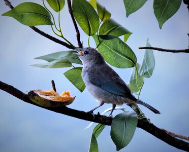 Azure grey eating branch