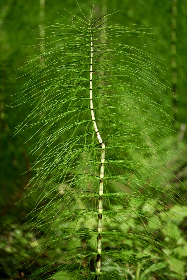 Green forest rush-like