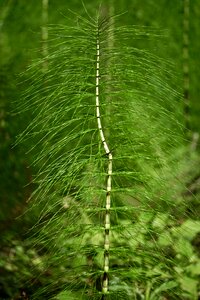 Green forest rush-like photo