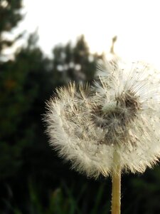 Dandelion wind blown photo