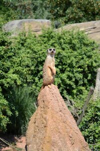 Animal portrait meerkat cute