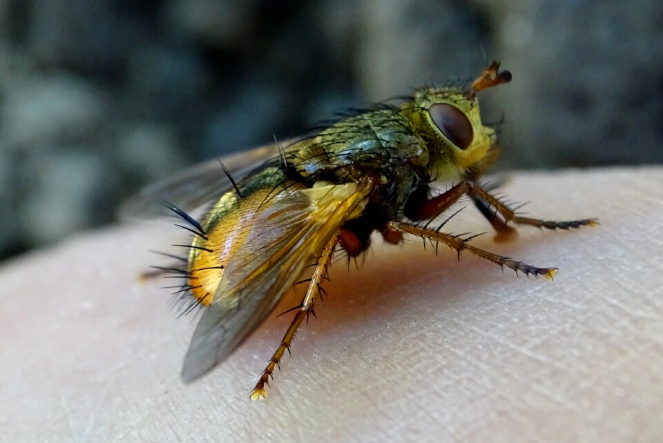 Caterpillar fly insect large campestris
