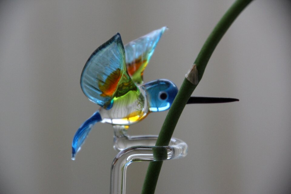 Hummingbird orchid plant
