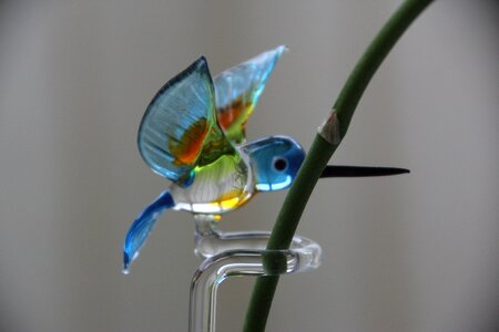 Hummingbird orchid plant