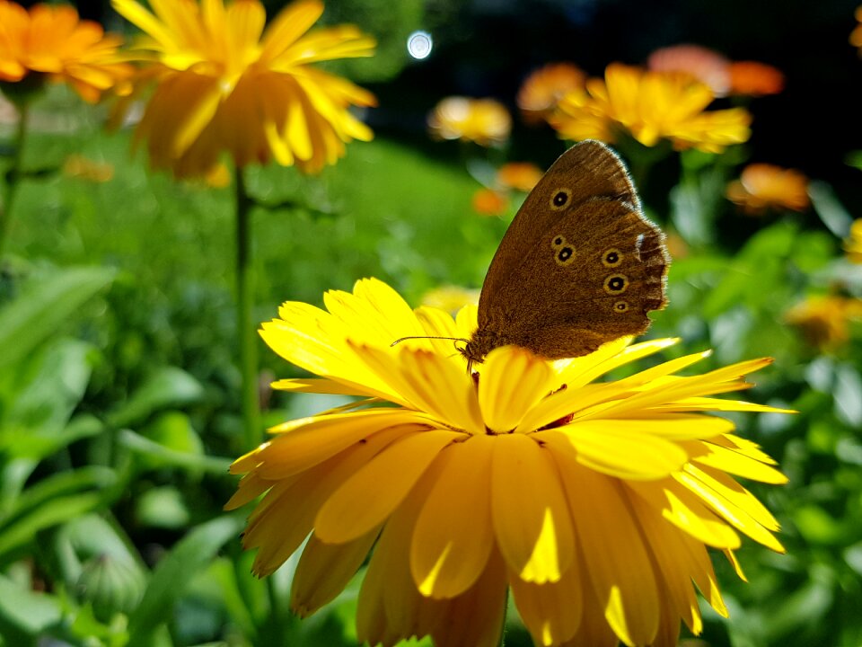 Butterfly flower yellow